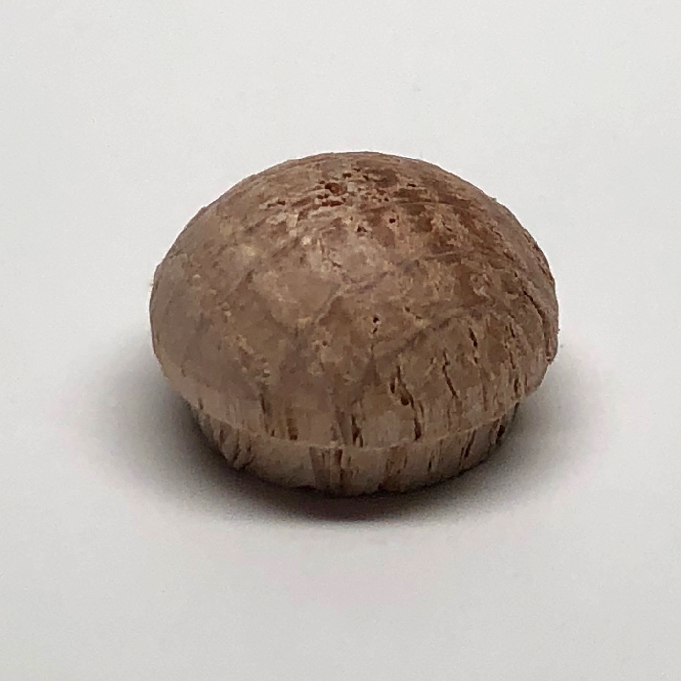 1/4" Oak Mushroom Buttons
